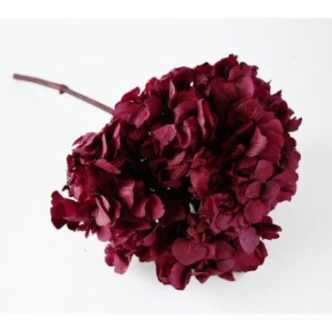 Stabilized hydrangea 32g, HRT/0710