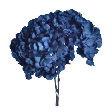 Stabilized hydrangea 32g, HRT/0610