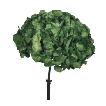 Stabilized hydrangea 32g, HRT/0100