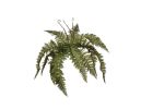 Ferns, 2PHZ1598-093