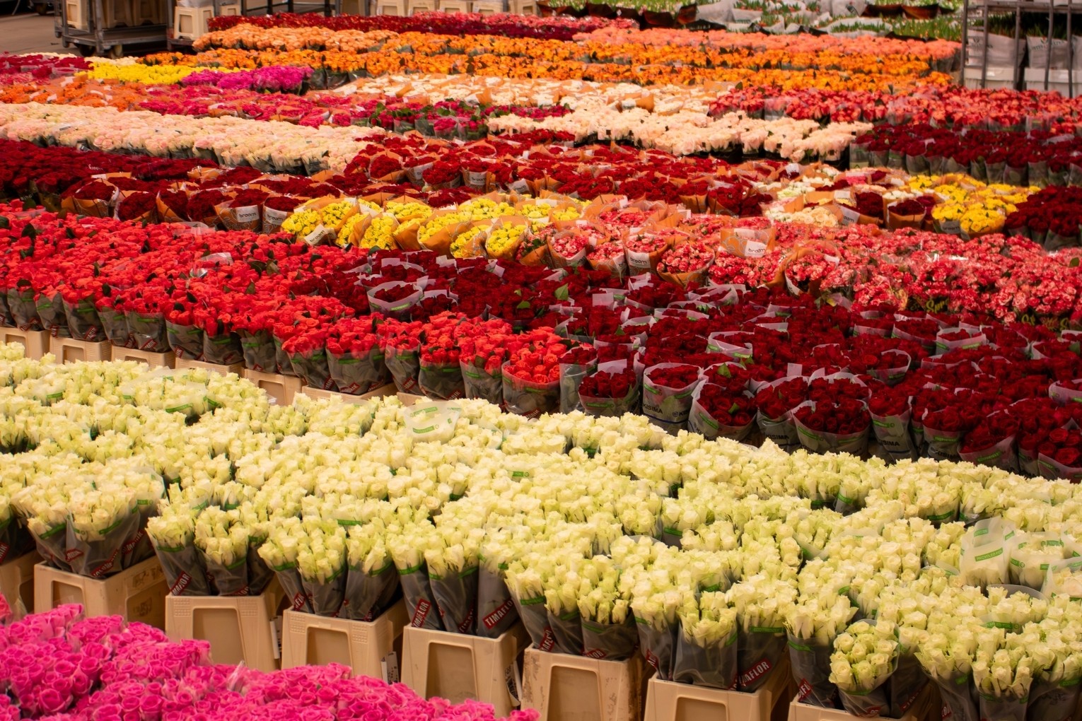 Daudzkrāsainas rozes sakārtotas rindās ziedu noliktavā